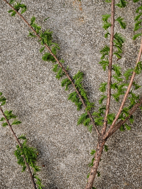 03 building plantings carousel 3 desktop 2x