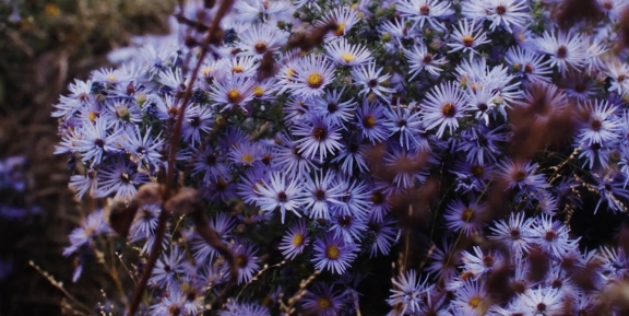 07 neighborhood video 1 desktop 2x