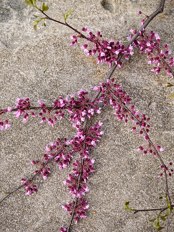 CST Avdoo Boerum Place 042425 0524 1